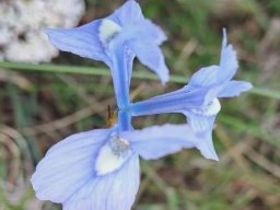 Moraea tripetala windblown 